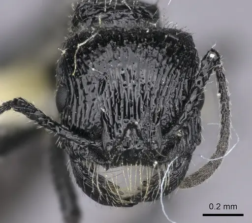 Pogonomyrmex atratus - CASENT0235290