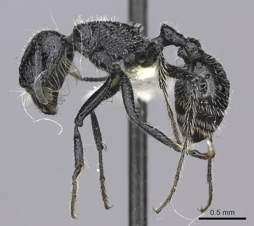 Pogonomyrmex atratus - CASENT0235290