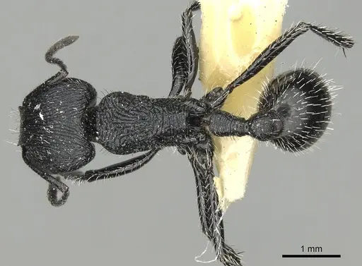 Pogonomyrmex atratus - CASENT0281101