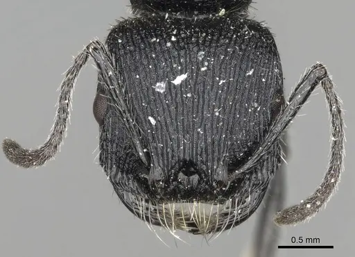 Pogonomyrmex atratus - CASENT0281101