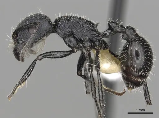 Pogonomyrmex atratus - CASENT0281101
