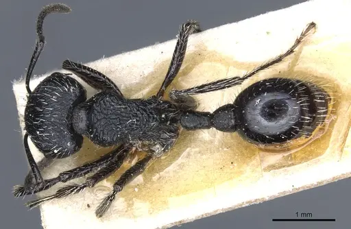 Pogonomyrmex atratus - CASENT0904107