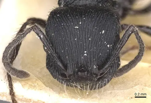 Pogonomyrmex atratus - CASENT0913091