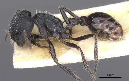 Pogonomyrmex atratus - CASENT0913091