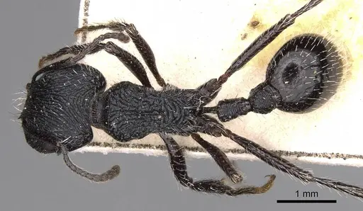 Pogonomyrmex atratus - CASENT0914200