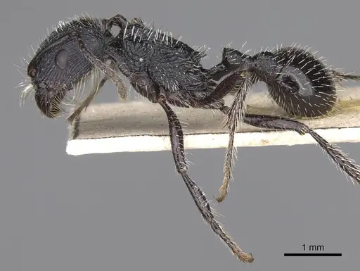 Pogonomyrmex atratus - CASENT0914200