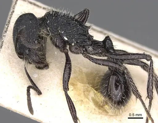 Pogonomyrmex atratus - CASENT0914204