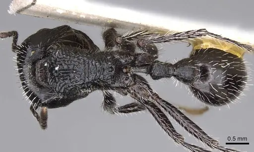 Pogonomyrmex atratus - CASENT0914206