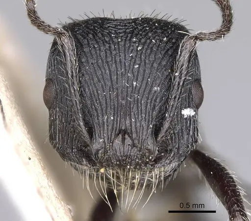 Pogonomyrmex atratus - CASENT0914206