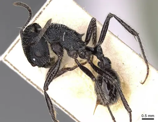 Pogonomyrmex atratus - CASENT0914206