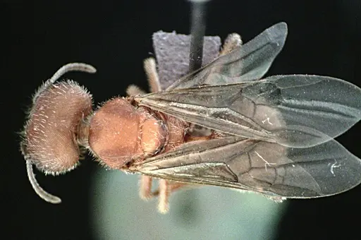 Pogonomyrmex badius specimen