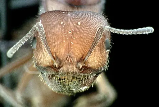 Pogonomyrmex badius specimen