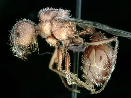 Pogonomyrmex badius specimen