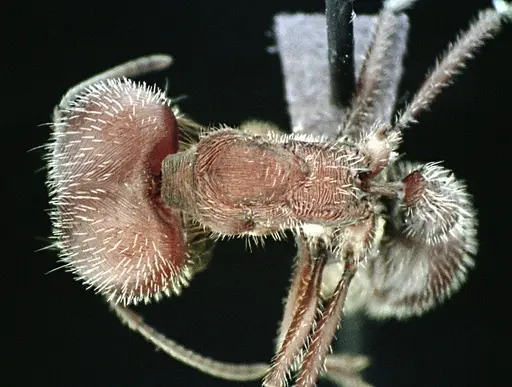 Pogonomyrmex badius - ANTWEB1041487
