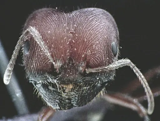 Pogonomyrmex badius - ANTWEB1041487