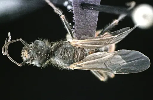 Pogonomyrmex badius - ANTWEB1041488