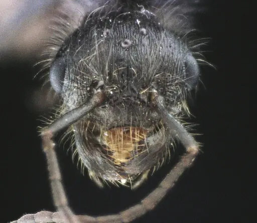 Pogonomyrmex badius - ANTWEB1041488