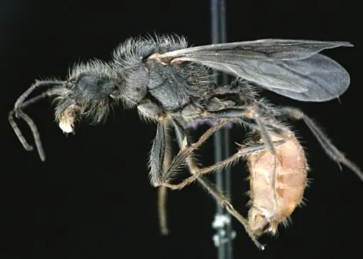 Pogonomyrmex badius - ANTWEB1041488