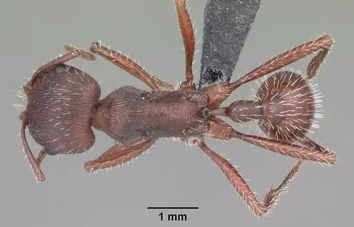 Pogonomyrmex badius - CASENT0103056