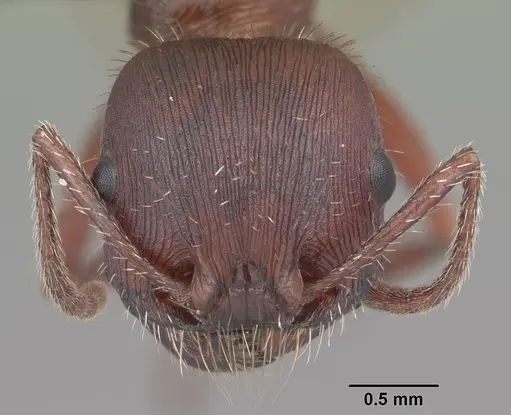 Pogonomyrmex badius - CASENT0103056