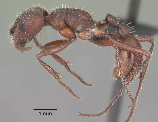 Pogonomyrmex badius - CASENT0103056