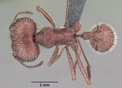 Pogonomyrmex badius - CASENT0103057