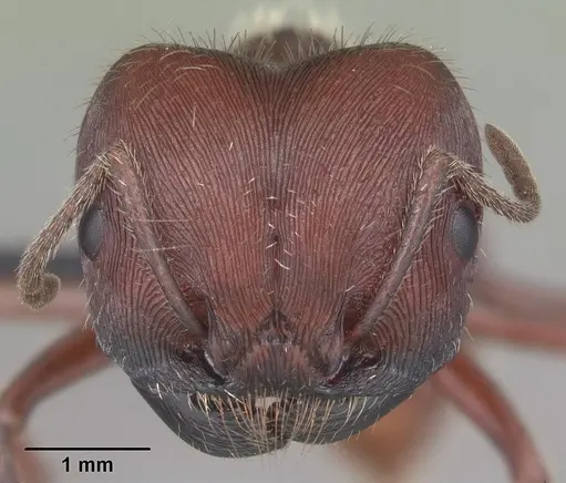 Pogonomyrmex badius - CASENT0103057