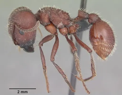 Pogonomyrmex badius - CASENT0103057