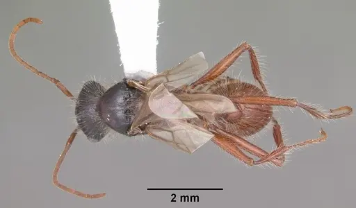 Pogonomyrmex badius - CASENT0104421