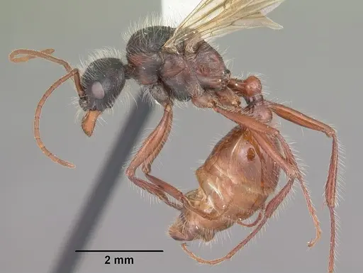 Pogonomyrmex badius - CASENT0104421