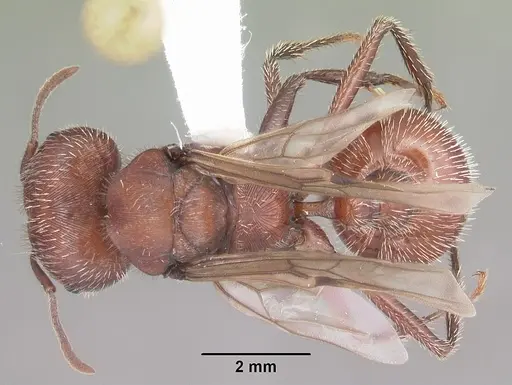 Pogonomyrmex badius - CASENT0104422