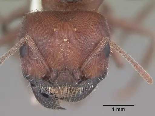 Pogonomyrmex badius - CASENT0104422