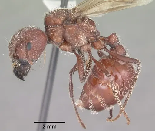 Pogonomyrmex badius - CASENT0104422