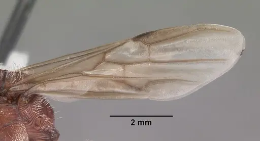 Pogonomyrmex badius - CASENT0104422