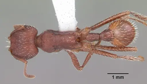 Pogonomyrmex badius - CASENT0104423