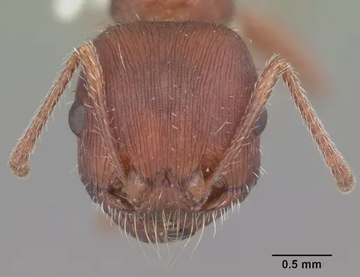 Pogonomyrmex badius - CASENT0104423