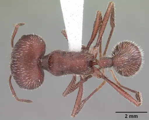 Pogonomyrmex badius - CASENT0104424