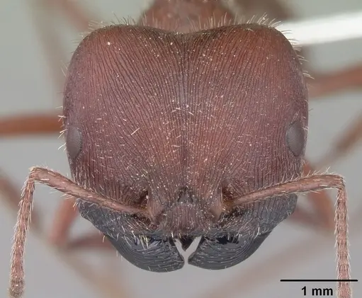 Pogonomyrmex badius - CASENT0104424