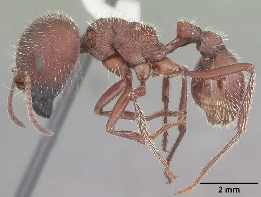 Pogonomyrmex badius - CASENT0104424