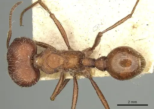 Pogonomyrmex badius - CASENT0281110