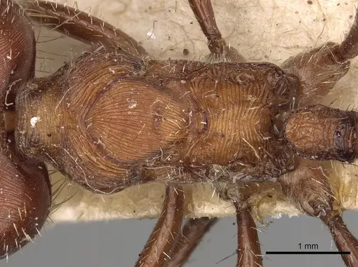 Pogonomyrmex badius - CASENT0281110