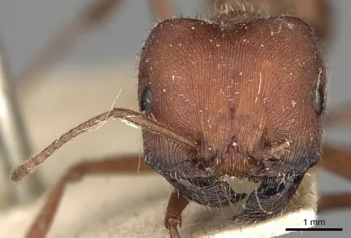 Pogonomyrmex badius - CASENT0281110