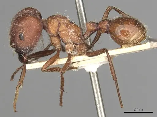 Pogonomyrmex badius - CASENT0281110