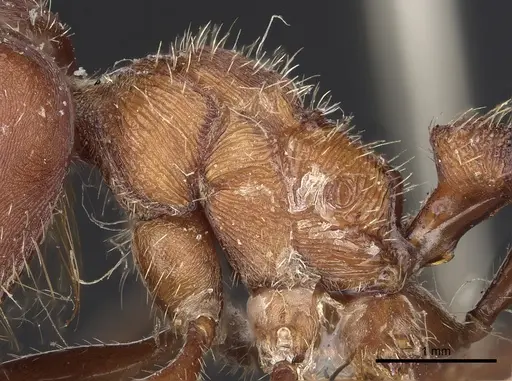 Pogonomyrmex badius - CASENT0281110