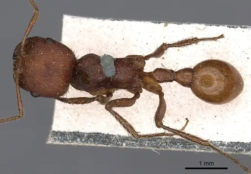 Pogonomyrmex badius - CASENT0900375