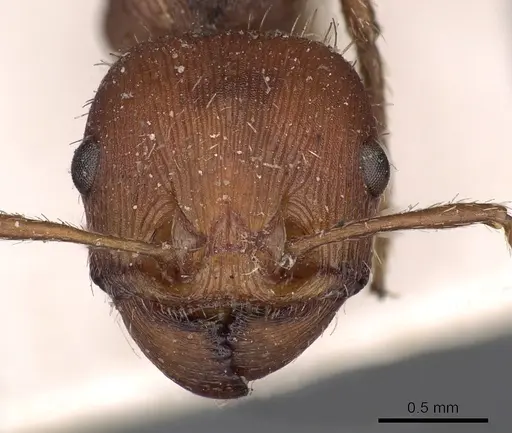 Pogonomyrmex badius - CASENT0900375