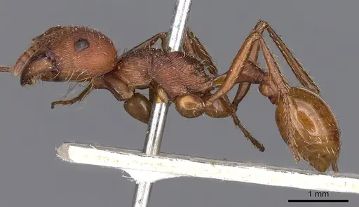 Pogonomyrmex badius - CASENT0900375