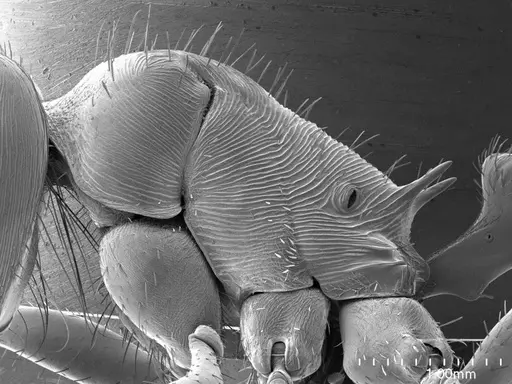 Pogonomyrmex barbatus specimen