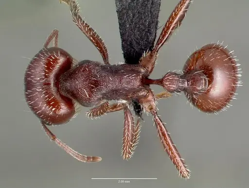 Pogonomyrmex barbatus - CASENT0006297