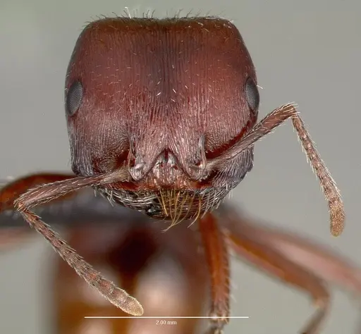 Pogonomyrmex barbatus - CASENT0006297
